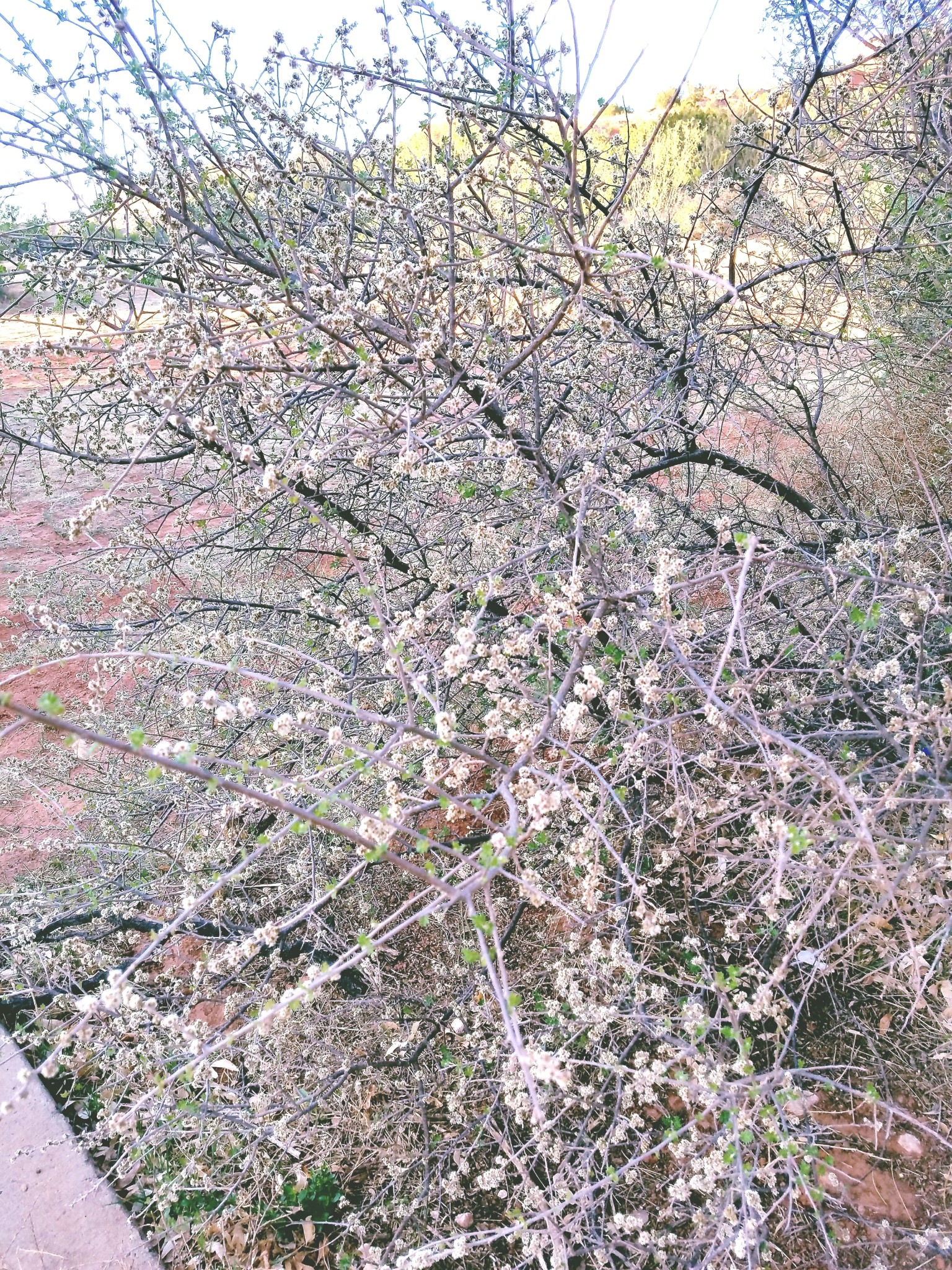 Rhus microphylla 